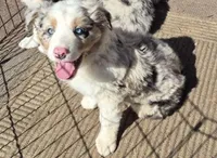 Boomer, a male Australian Shepherd for sale in Telford, PA – Photo 4 of 5