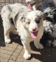 Boomer, a male Australian Shepherd for sale in Telford, PA – Photo 3 of 5