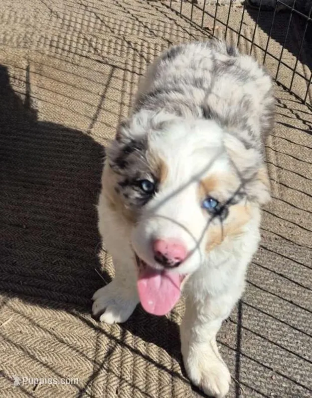 Boomer – Australian Shepherd puppy for sale in Telford, PA