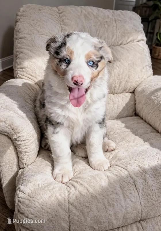 Boomer – Border Collie puppy for sale in Telford, PA