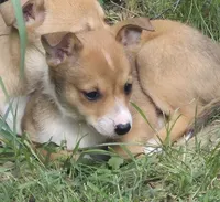 Brenda , a female Cardigan Welsh Corgi and Chihuahua for sale in Telford, PA – 2 of 5