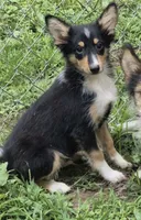 Buster , a male Shetland Sheepdog for sale in Telford, PA – 3 of 3