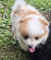 Roco , a female Pomeranian for sale in Telford, PA – 9 of 9
