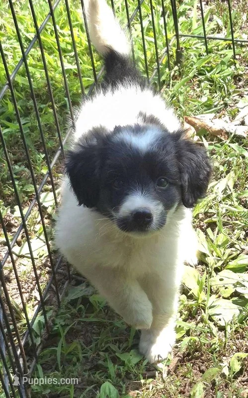 Rosie  – Miniature Aussiedoodle puppy for sale in Telford, PA
