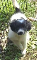 Rosie , a female Miniature Aussiedoodle for sale in Telford, PA – 1 of 7