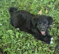 Zoey , a female Poodle - Toy  for sale in Telford, PA – 2 of 3