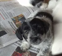 Brody , a male Poodle - Toy  and Miniature Australian Shepherd for sale in Telford, PA – Photo 3 of 5