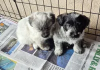 Brody , a male Poodle - Toy  and Miniature Australian Shepherd for sale in Telford, PA – Photo 5 of 5