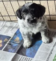 Brody , a male Poodle - Toy  and Miniature Australian Shepherd for sale in Telford, PA – Photo 1 of 5