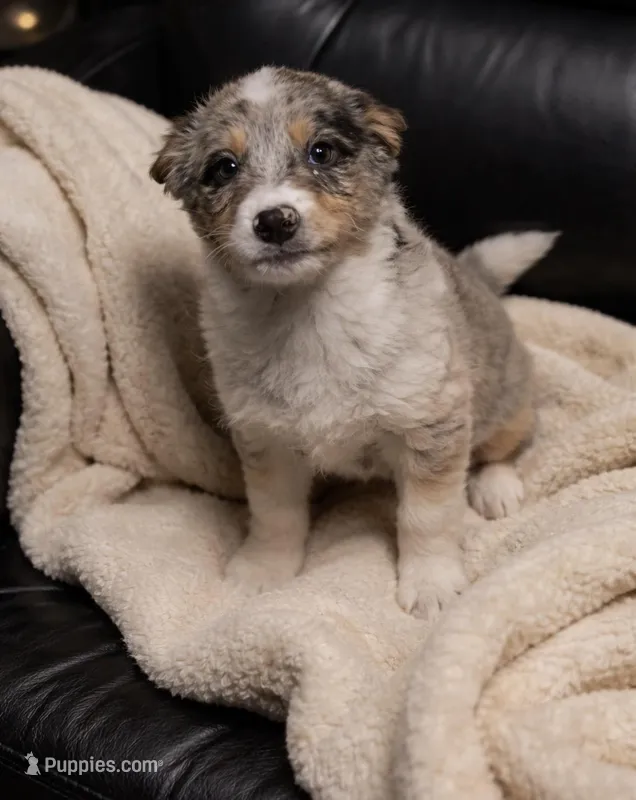 Elsa  – Miniature Australian Shepherd puppy for sale in Telford, PA