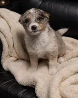 Elsa , a female Miniature Australian Shepherd for sale in Telford, PA – Photo 1 of 2
