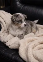 Elsa , a female Miniature Australian Shepherd for sale in Telford, PA – Photo 2 of 2