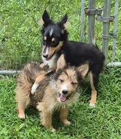Buster , a male Shetland Sheepdog for sale in Telford, PA – 2 of 3