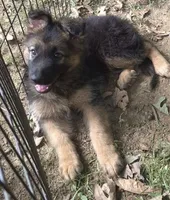 Loui , a male German Shepherd Dog for sale in Telford, PA – 3 of 5