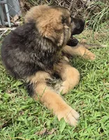 Oscar , a female German Shepherd Dog for sale in Telford, PA – 5 of 6