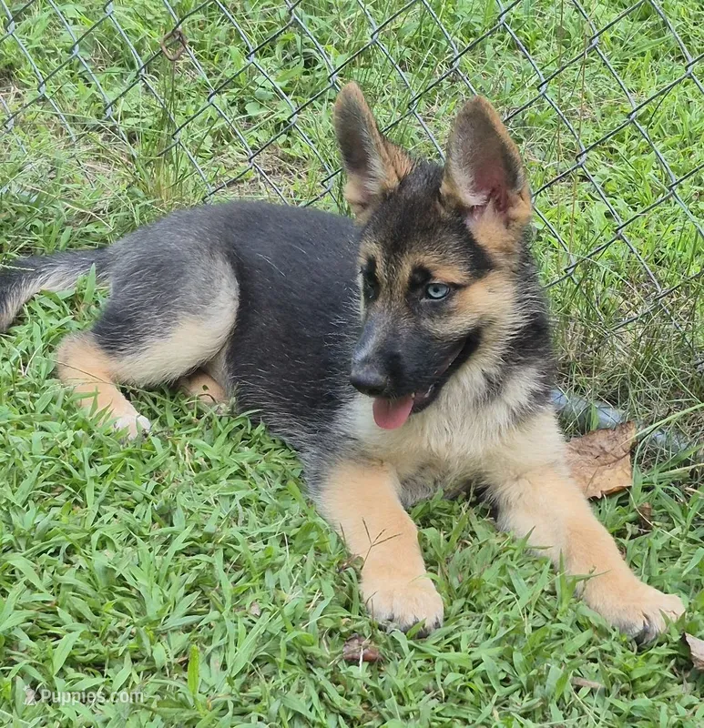 Dixie  – German Shepherd Dog, Siberian Husky puppy for sale in Telford, PA