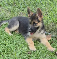 Dixie , a female German Shepherd Dog and Siberian Husky for sale in Telford, PA – 1 of 6