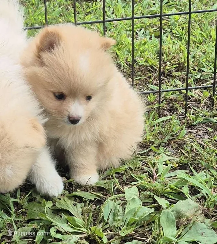 Molly  – Pomeranian puppy for sale in Telford, PA