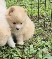 Molly , a female Pomeranian for sale in Telford, PA – 1 of 5