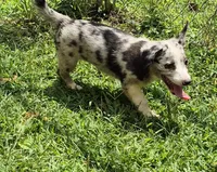 Princess , a female Pembroke Welsh Corgi and Miniature Australian Shepherd for sale in Telford, PA – 6 of 7