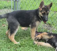 Dixie , a female German Shepherd Dog and Siberian Husky for sale in Telford, PA – 4 of 6