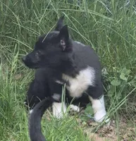 Brittany , a female Cardigan Welsh Corgi and Pembroke Welsh Corgi for sale in Telford, PA – Photo 3 of 3