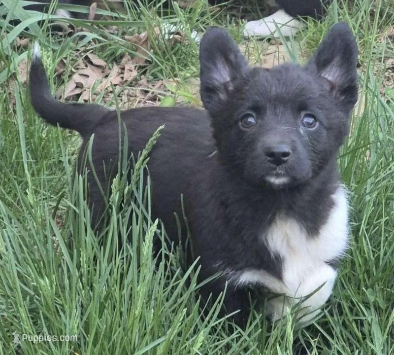 Brittany  – Cardigan Welsh Corgi, Pembroke Welsh Corgi puppy for sale in Telford, PA