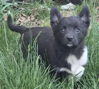 Brittany , a female Cardigan Welsh Corgi and Pembroke Welsh Corgi for sale in Telford, PA – Photo 1 of 3