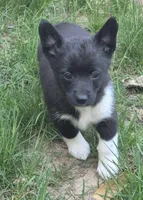 Brittany , a female Cardigan Welsh Corgi and Pembroke Welsh Corgi for sale in Telford, PA – Photo 2 of 3
