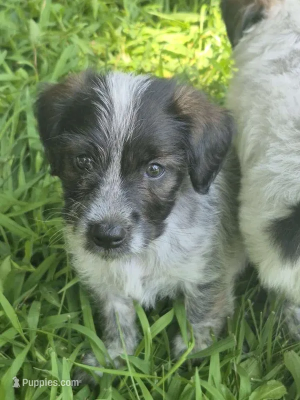 Oscar  – Miniature Aussiedoodle puppy for sale in Telford, PA