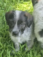 Oscar , a male Miniature Aussiedoodle for sale in Telford, PA – 1 of 3