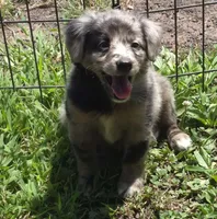 Bella , a female Miniature Aussiedoodle for sale in Telford, PA – 5 of 7