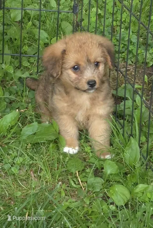 Bella  – Pembroke Welsh Corgi, Poodle - Toy  puppy for sale in Telford, PA