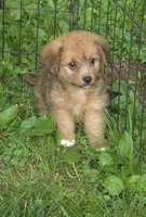 Bella , a female Pembroke Welsh Corgi and Poodle - Toy  for sale in Telford, PA – 1 of 2