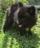 Oshi , a male Pomeranian for sale in Telford, PA – 2 of 4