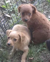 Oscar, a male Chorkie for sale in Telford, PA – Photo 1 of 2