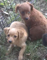 Oscar, a male Chorkie for sale in Telford, PA – Photo 2 of 2