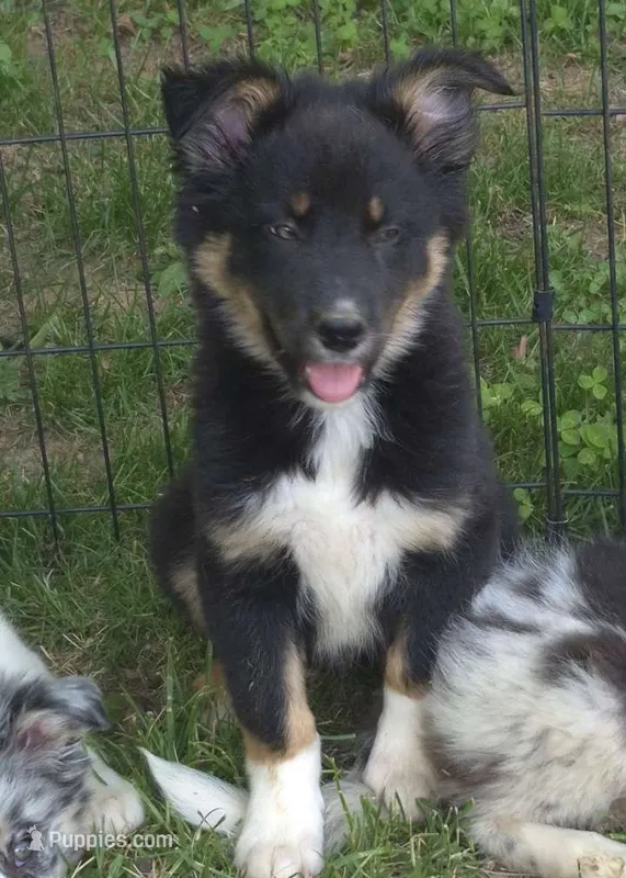 Remi – Border Collie puppy for sale in Telford, PA