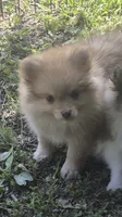 Buster , a male Pomeranian for sale in Telford, PA – 3 of 4