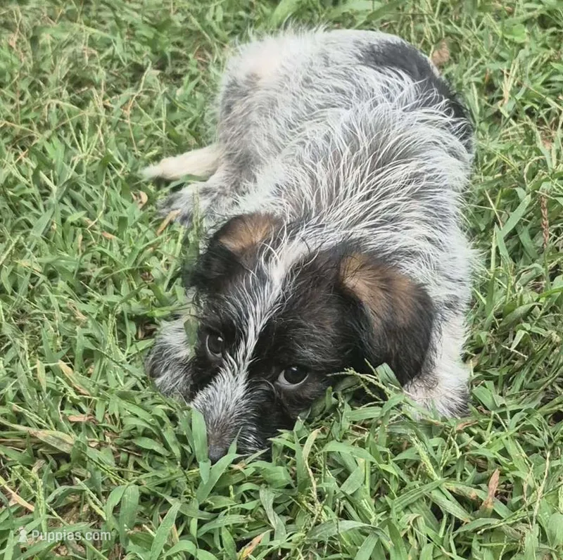 Benny  – Miniature Aussiedoodle puppy for sale in Telford, PA