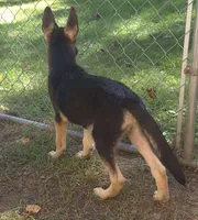 Miley , a female German Shepherd Dog for sale in Telford, PA – 2 of 3