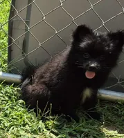 Oshi , a male Pomeranian for sale in Telford, PA – 4 of 4