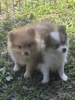 Buster , a male Pomeranian for sale in Telford, PA – 4 of 7