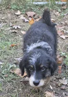 Blake, a male Miniature Bernedoodle for sale in Telford, PA – 3 of 3