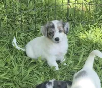 Izzy , a female Miniature Aussiedoodle for sale in Telford, PA – 3 of 3
