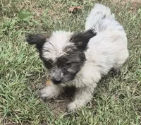 Eliot , a male Yorkipoo for sale in Telford, PA – 3 of 3