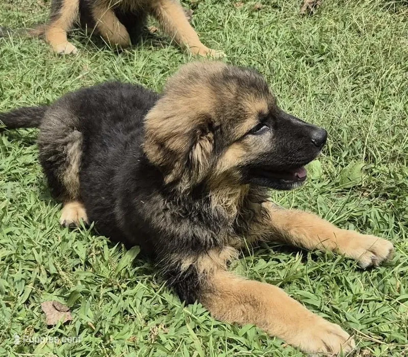 Oscar  – German Shepherd Dog puppy for sale in Telford, PA