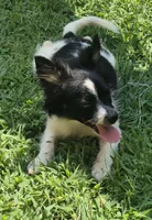 Buster , a male Chihuahua for sale in Telford, PA – 2 of 2