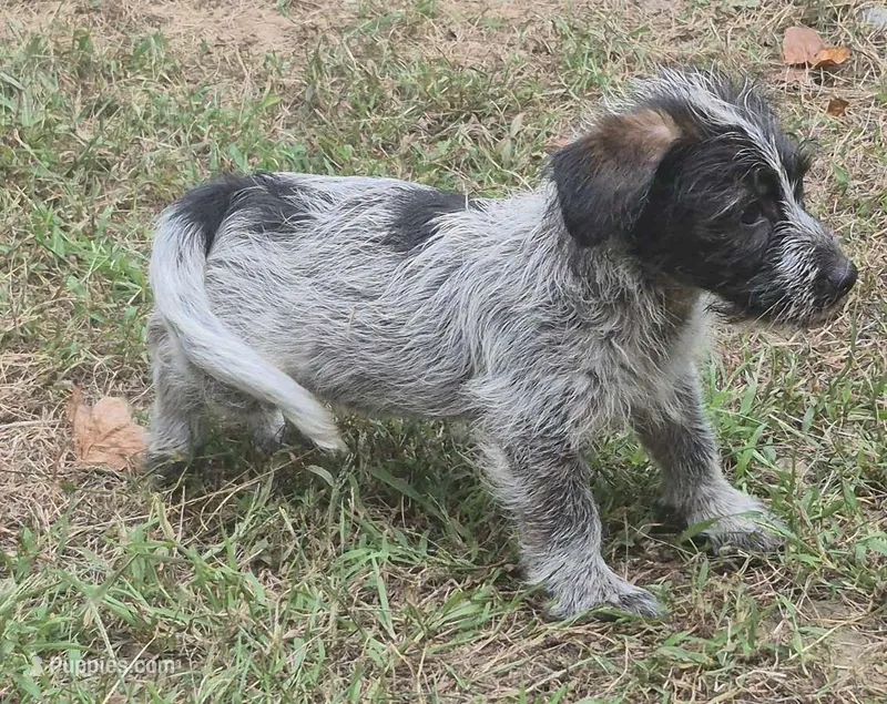 Oreo  – Miniature Aussiedoodle puppy for sale in Telford, PA