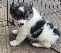 Shadow, a male Pomsky for sale in Telford, PA – 2 of 5